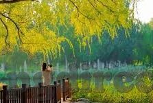433足球最新比分-433足球最新比分，赛场风云瞬息万变，激情与梦想的碰撞